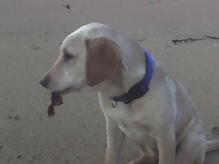 rex